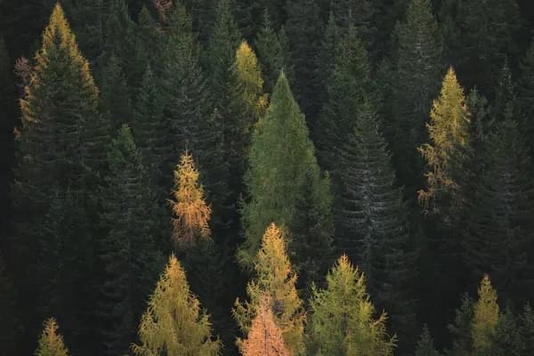 Alberta landscape